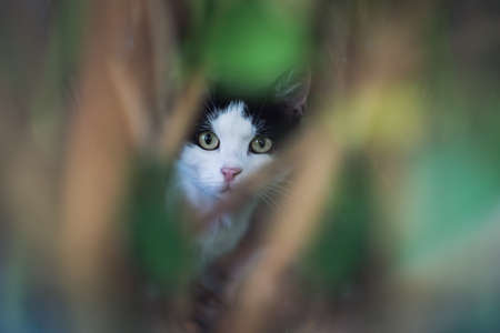 black and white stray cat hiding behind bushの写真素材