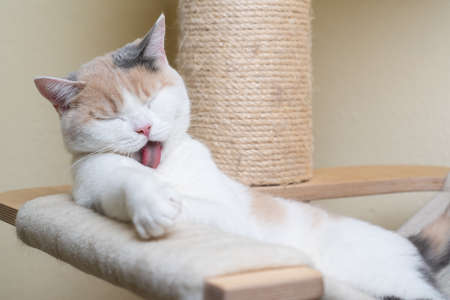 young british shorthair cat resting on scratching post grooming licking furの写真素材