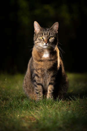 tabby shorthair cat sitting on lawn looking at cameraの写真素材
