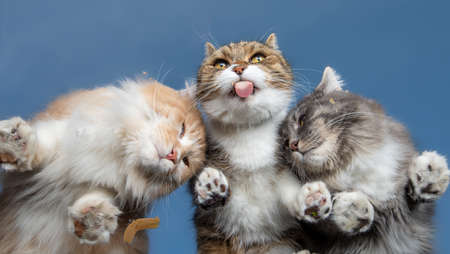 bottom view of three cats licking cat malt cream from a window glass in front of blue skyの写真素材
