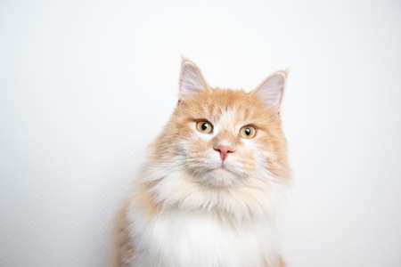 portrait of a cute young cream tabby ginger maine coon cat looking at camera in front of white wallの写真素材