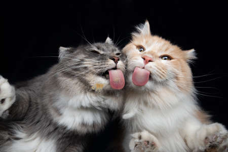 two young maine coon cats licking treat cream on window glass in front of black backgroundの写真素材