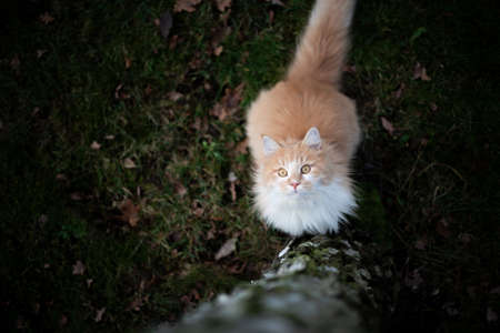 curious white ginger maine coon cat standing in front of a birch tree looking up outdoors in natureの写真素材