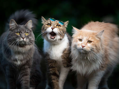 three cats of different colors and breeds standing side by side looking at camera outdoorsの写真素材