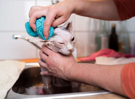 displeased hairless sphynx cat taking a bath in the kitchen sink getting its ears cleaned by ownerの写真素材