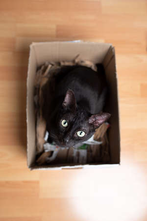 cute black domestic cat sitting in small cardboard box filled with wrapping paper looking up at cameraの写真素材
