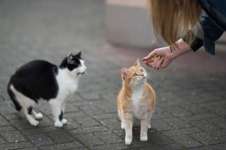 two cats getting fed with treats by femaleの写真素材
