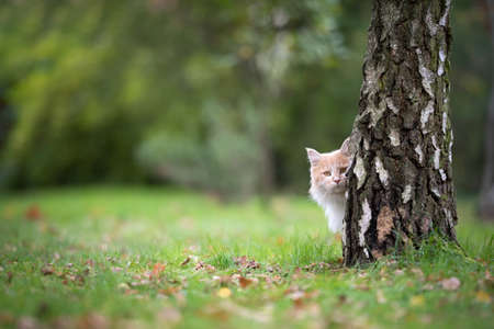 cream colored beige white maine coon cat hiding behind birch tree observing the garden outdoors in nature looking at camera in autumnの写真素材