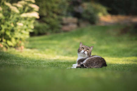 british shorthair cat lying in the sunny backyard chillingの写真素材