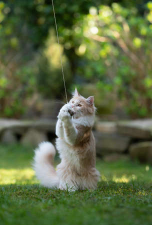 fawn cream colored maine coon cat playing outdoors in the garden with a catnip toyの写真素材