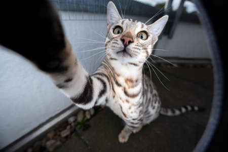 playful curious young black silver tabby rosetted bengal cat raising paw reaching camera outdoors on balcony lookingの写真素材