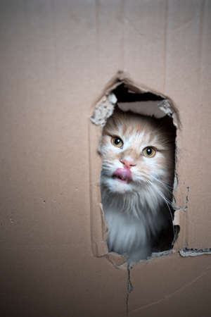 cream tabby maine coon cat looking at camera through hole in cardboard box sticking out tongueの写真素材