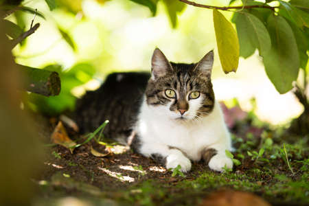 portrait of a tabby white domestic shorthair cat relaxing under a bush on a hot and sunny summer day looking straight aheadの写真素材