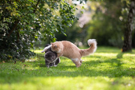 two cute and fluffy maine coon cats playing and fighting on grass outdoors in garden on sunny dayの写真素材