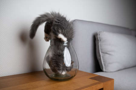 curious maine coon kitten sticking head into small glass vesselの写真素材