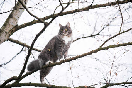 blue tabby maine coon cat climbing on branch of a bare birch tree outdoors in nature during wintertime looking downの写真素材