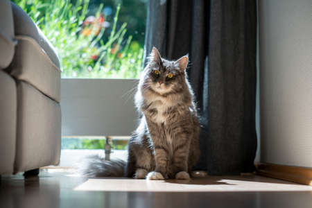 cute blue tabby maine coon cat sitting in sunlight in front of windowの写真素材