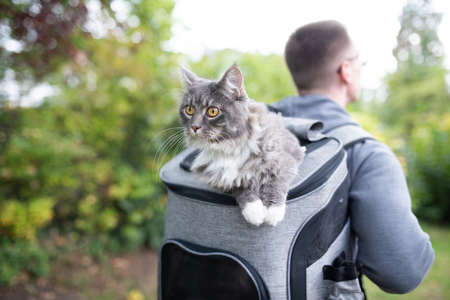 pet owner carrying backpack with curious blue tabby maine coon cat looking outside outdoors in natureの写真素材