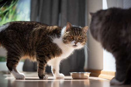 two cats standing next to peet food bowl looking at each otherの写真素材