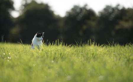 black and white domestic cat standing on a field looking to the side hunting mice in high grassの写真素材