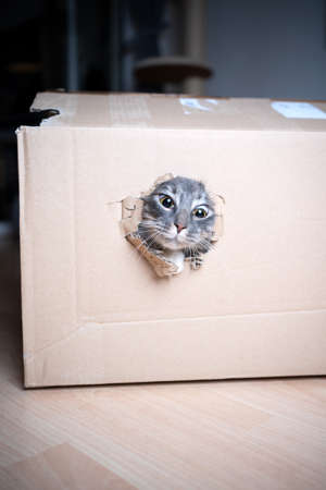 cute blue tabby maine coon cat sticking its head through a narrow hole in a cardboard box looking funnyの写真素材