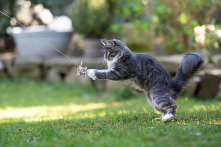 side view of a blue tabby maine coon cat outdoors in the back yard catching a catnip toy on a sunny dayの写真素材