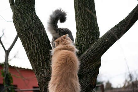 cat smelling another cats butt outdoors on a treeの写真素材