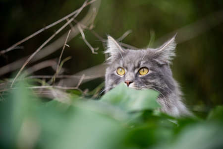 blue tabby gray maine coon cat outdoors on the prowl hiding behind leavesの写真素材