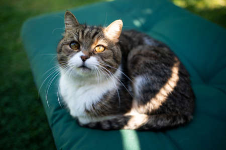 tabby white british shorthair cat resting on cushion of sunbed outdoorsの写真素材