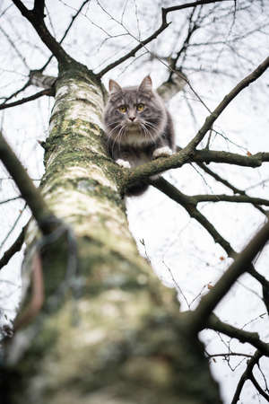 curious blue tabby maine coon cat climbing on bare birch tree standing on branch looking down at cameraの写真素材