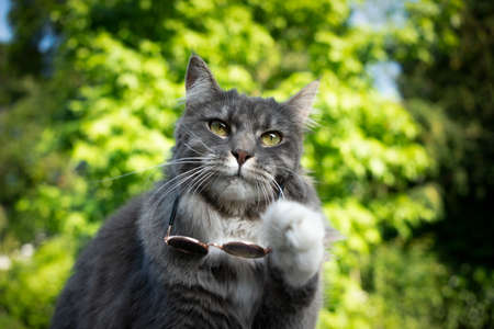 cool blue tabby white maine coon cat taking off suglasses looking surprisedの写真素材