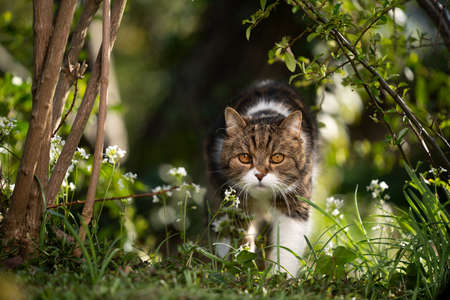 tabby white british shorthair cat walking towards camera surrounded by plants and flowers in natureの写真素材
