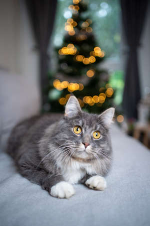 cute blue tabby maine coon cat whit white paws lying on couch in front of christmas tree lookingの写真素材