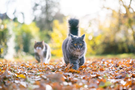 two cats walking towards camera outdoors in nature on autumn leaves lookingの写真素材
