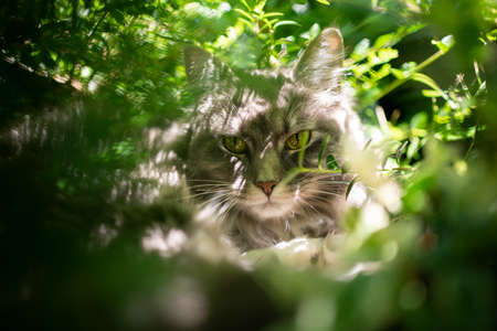 maine coon cat resting between lush foliage in the sunlightの写真素材