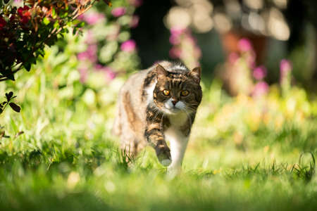 cat on the move walking in natureの写真素材