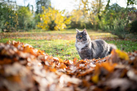 curious blue tabby maine coon cat standing in front of a pile of autumn leaves outdoors lookingの写真素材