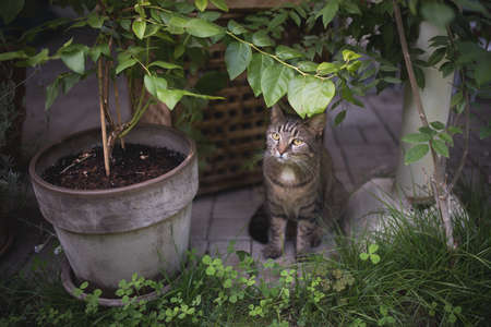 tabby domestic shorthair cat standing between plant pots under some leaves in the back yard observing the gardenの写真素材