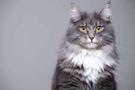 studio portrait of a cute gray white fluffy maine coon longhair cat looking at camera with copy spaceの写真素材
