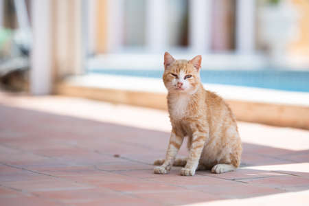 dirty and shy sick white ginger cat with the flu disease, purulent nose and eye infection looking at camera with discharge from eyes and noseの写真素材
