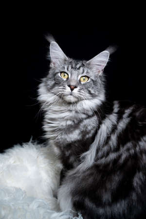 studio portrait of a silver tabby maine coon cat sitting on white fur looking at camera in front of black backgroundの写真素材