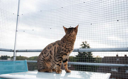 side view of a brown spotted tabby bengal cat sitting on table on balcony in front of safety net observing the neighborhoodの写真素材