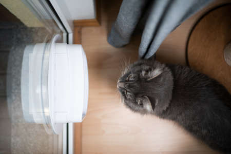 high angle view of cat looking through window of a cat flapの写真素材