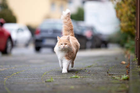 cream tabby white maine coon cat with fluffy tail walking on sidewalk next to street with parking cars looking at cameraの写真素材