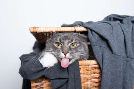 cute young blue tabby maine coon cat with white paws inside laundry baslet looking out sticking out tongueの写真素材