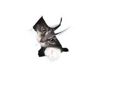 8 week old blue tabby maine coon kitten chewing on white paper background with a hole in it. The cat is sticking one paw outの写真素材