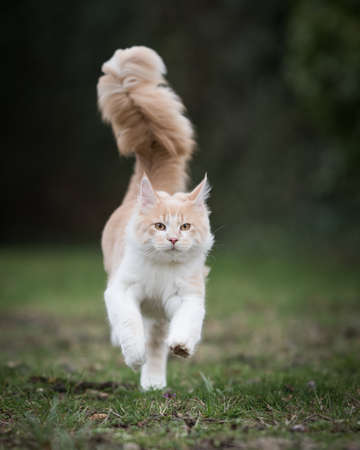front view of a cream colored beige white maine coon kitten running towards camera outdoors very fastの写真素材