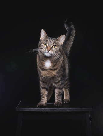 tabby european shorthair cat standing on black stoolの写真素材