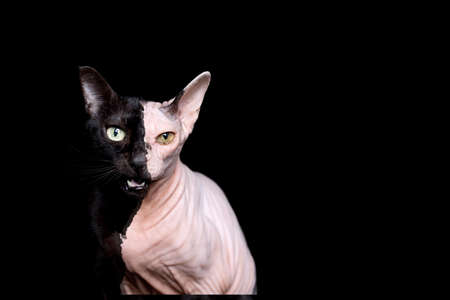 photo manipulation of two different cats mixed together. a black domestic cat and a hairless sphynx cat isolated on black backgroundの写真素材