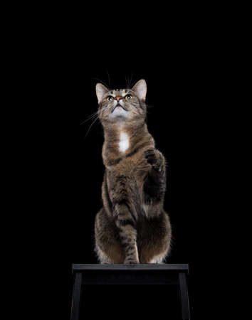 tabby cat begging for treats on black backgroundの写真素材